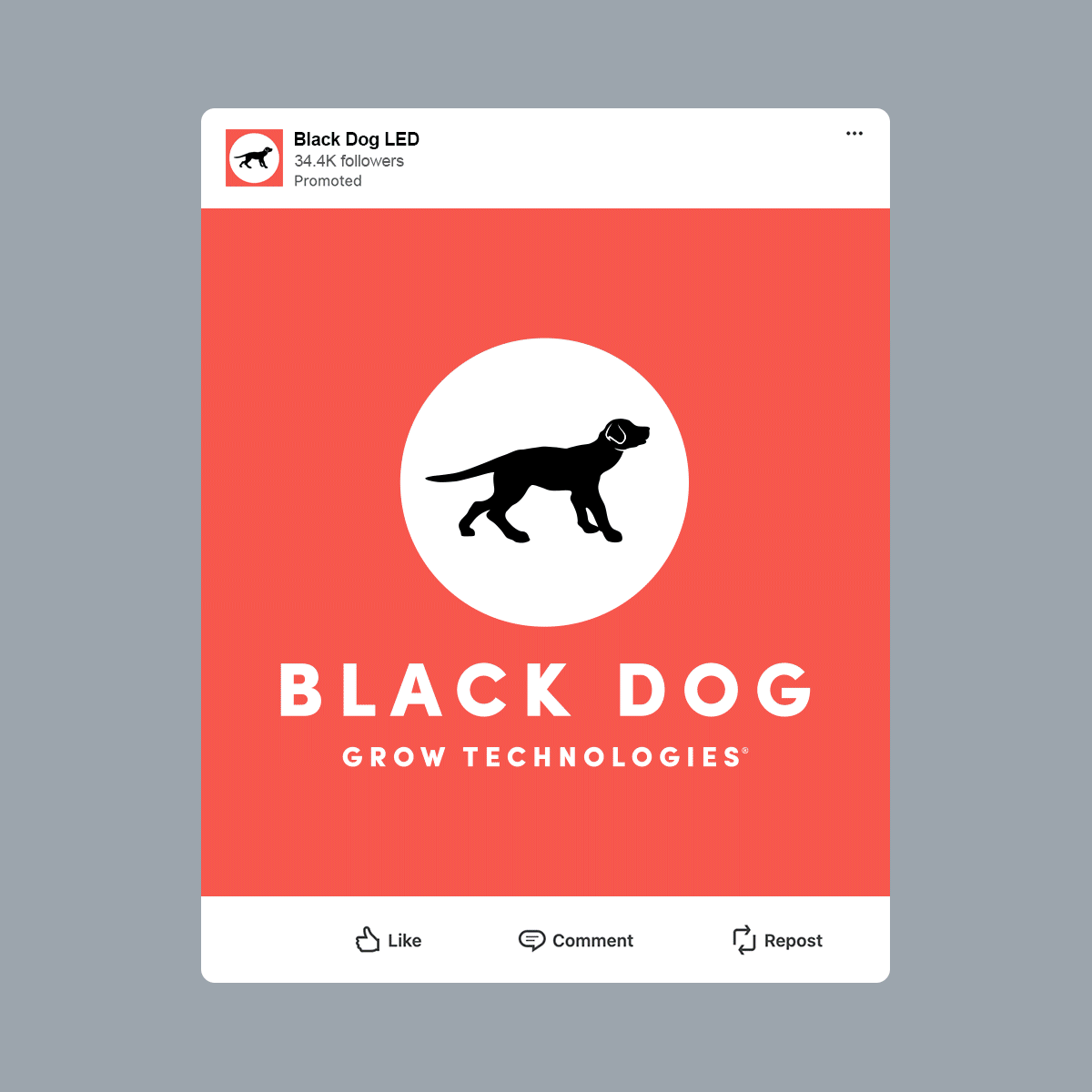 Black Dog social media